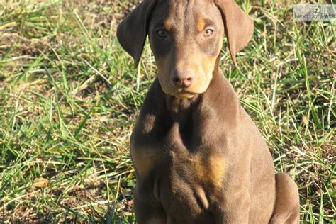 doberman pinscher for sale missouri